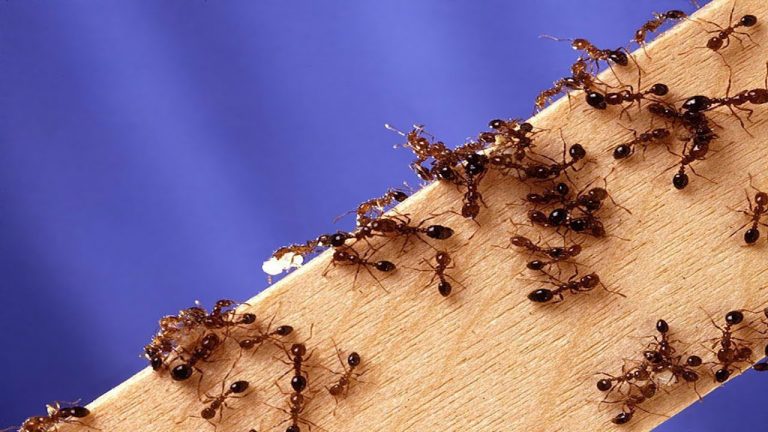 Fire Ants In Your Yard